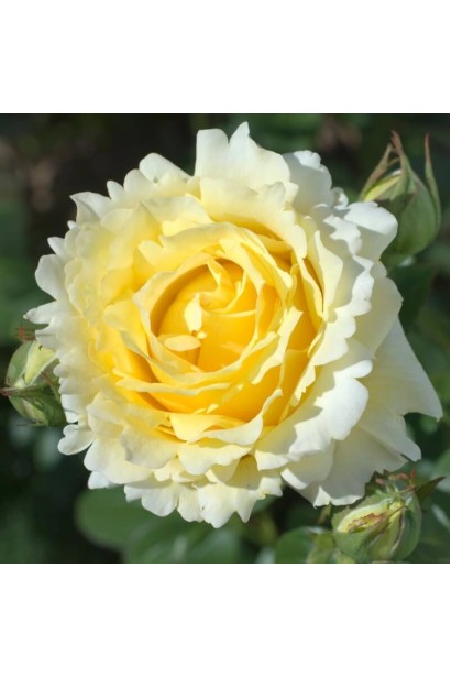 Троянда плетиста ‘Сірано де Бержерак’ квіти крупним планом